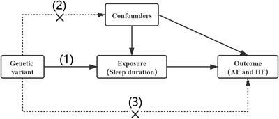 Association of Sleep Duration With Atrial Fibrillation and Heart Failure: A Mendelian Randomization Analysis